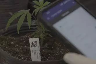 Trazacann, traceability system for the Cannabis Production Chain